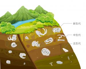 不同地質年代的沉積岩分層可對應不同年代的生物種類