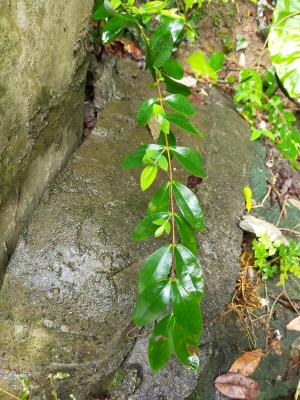 雙花金絲桃