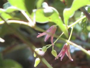 紫花野木瓜