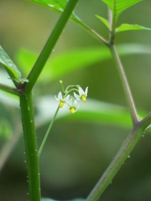 少花龍葵