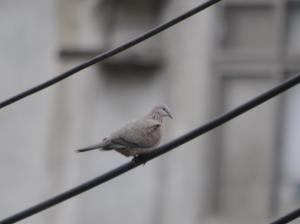 珠頸斑鳩