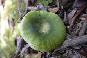 Russula aeruginea(銅綠紅菇)