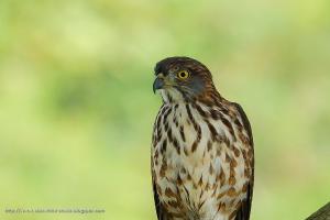 鳳頭蒼鷹-亞成-Crested Goshawk (juvenile) @高雄美術館