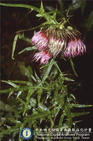 Cirsium kawakamii Hayata_BRCM 6167