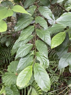 臺灣山桂花