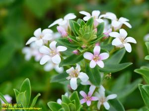 茅毛珍珠菜