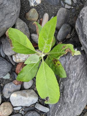 美洲闊苞菊