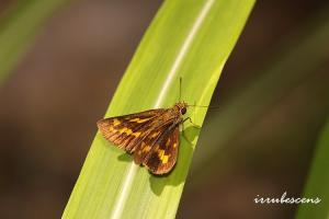 H27-5 蓬萊黃斑弄蝶