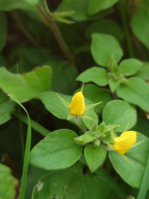 蓬萊珍珠菜