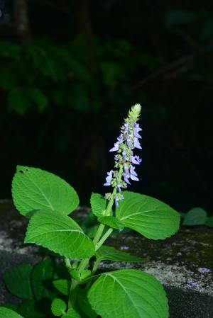 蘭嶼小鞘蕊花