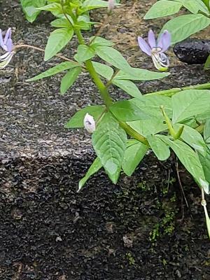 皺子白花菜