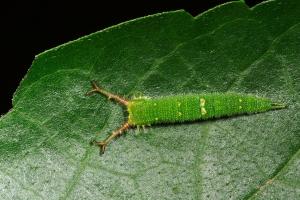 20091004_347116_Hestina assimilis formosana_l.jpg