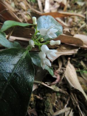 白花蛇根草