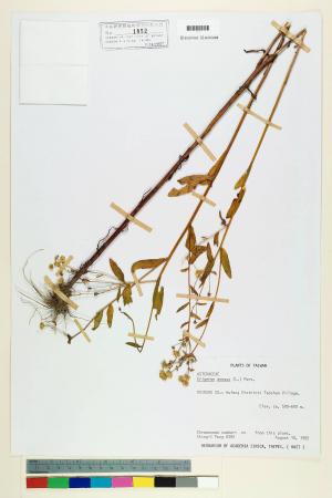 Erigeron annuus (L.) Pers._標本_BRCM 5036