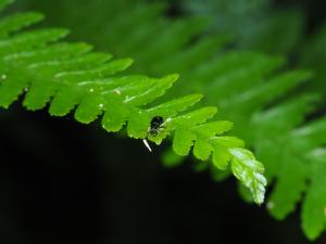 紹德溝翅螢金花蟲