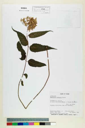 Eupatorium tozanense Hayata_標本_BRCM 5730