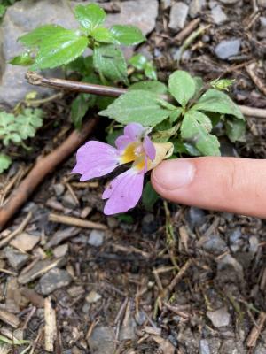 紫花鳳仙花