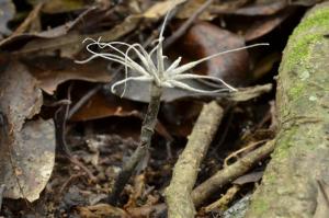 Xylaria tentaculata(觸手炭角菌)