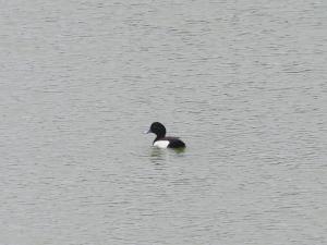 鳳頭潛鴨