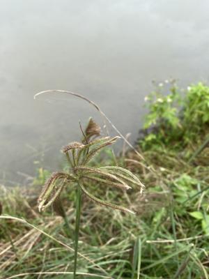 虎尾草、刺虎尾草、孟仁草