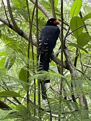 台灣藍鵲