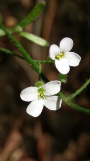 玉山筷子芥