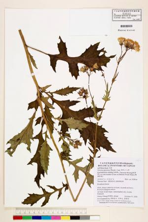 Gynura japonica (Thunb.) Juel var. flava (Hayata) Kitam._標本_BRCM 7553