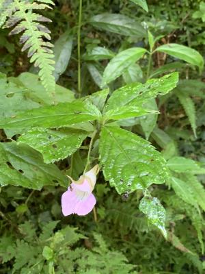 紫花鳳仙花