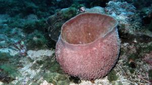 Giant Barrel Sponge