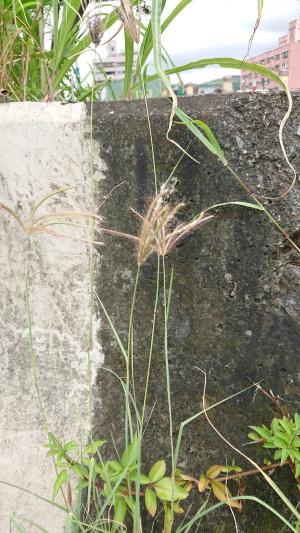 虎尾草、刺虎尾草、孟仁草