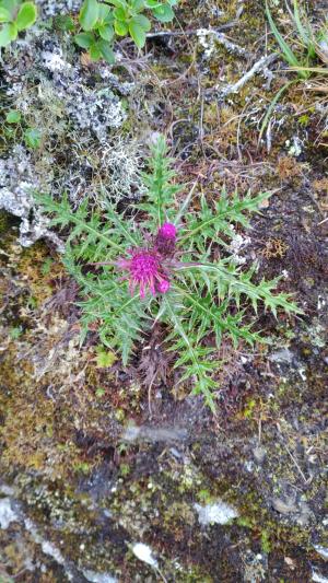 阿里山薊