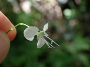 毛果竹葉菜