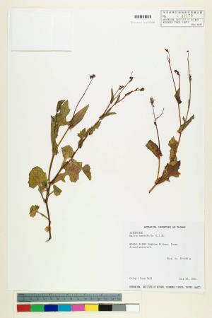 Emilia sonchifolia (L.) DC._標本_BRCM 5202
