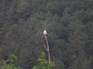 黑翅鳶