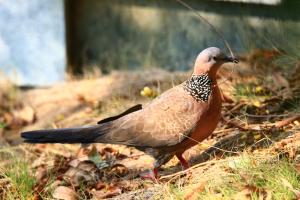 珠頸斑鳩(指名亞種)