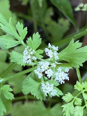 水芹菜