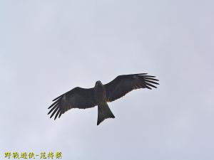 黑鳶