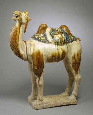 Camel