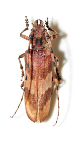 深山巨天牛 Oplatocera mandibulata