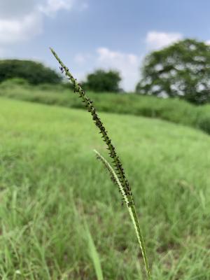 雙穗雀稗