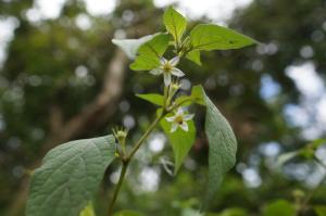 雙花龍葵