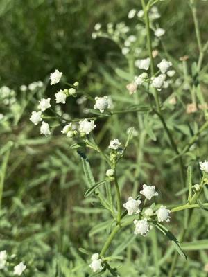 銀膠菊