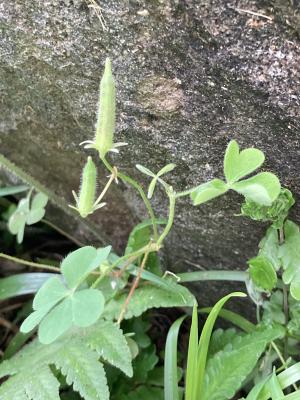 黃花酢醬草