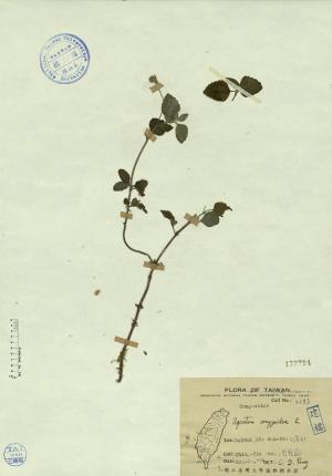 Ageratum conyzoides L._標本_BRCM 4343