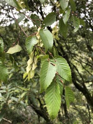 阿里山千金榆