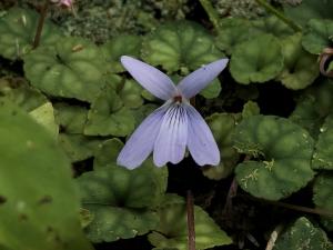 台灣菫菜