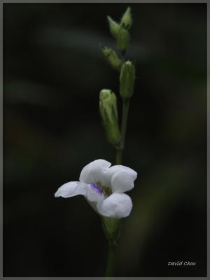 小花寬葉馬偕花