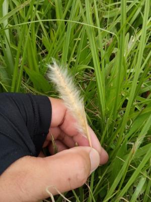 白茅 (茅針 茅根 茅草)