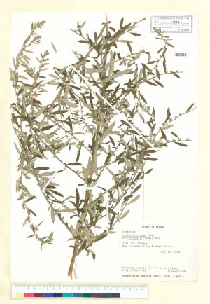 Artemisia princeps Pamp. var. orientalis (Pamp.) Hara_標本_BRCM 7024