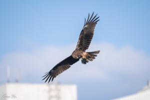 黑鳶